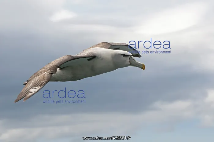 : Shy Albatross (Thalassarche cauta) or White-cap : Shy Albatross (Thalassarche cauta) or White-cap