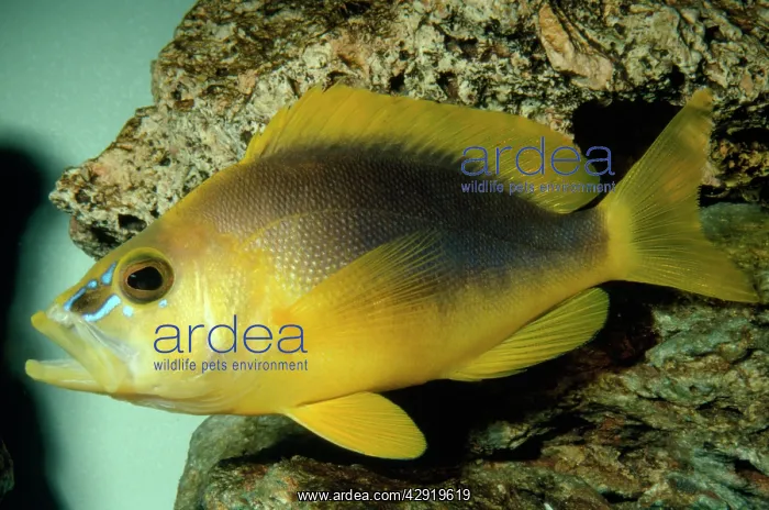 : Shy Hamlet - grouper : Shy Hamlet - grouper