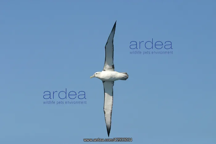  : Shy  /  White-capped Albatross
