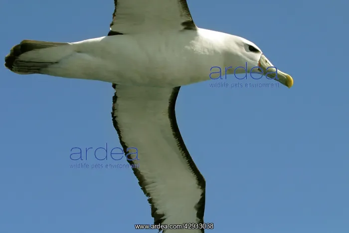 : Shy / White-capped Albatross : Shy / White-capped Albatross