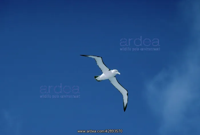 : Shy / White-capped ALBATROSS - in flight : Shy / White-capped ALBATROSS - in flight