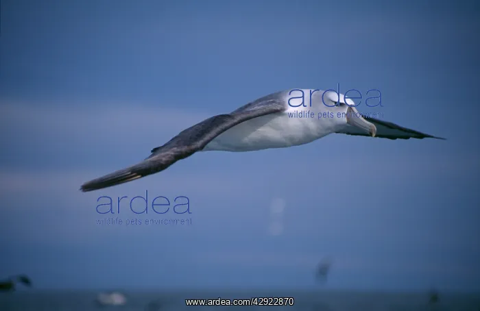 : Shy / White-capped ALBATROSS - in flight : Shy / White-capped ALBATROSS - in flight
