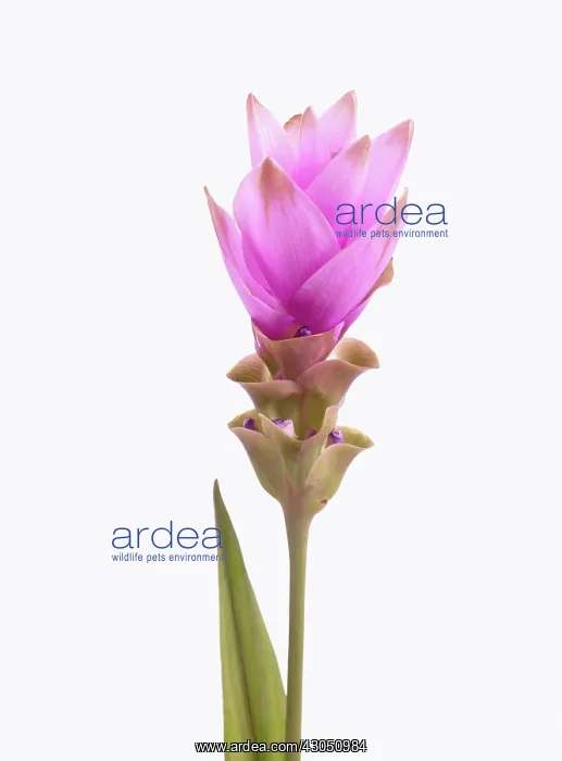 : Siam tulip : Siam tulip