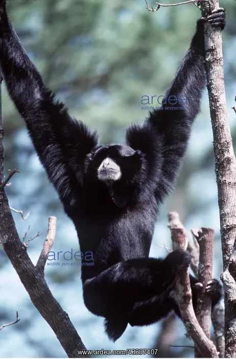 : SIAMANG GIBBON : SIAMANG GIBBON