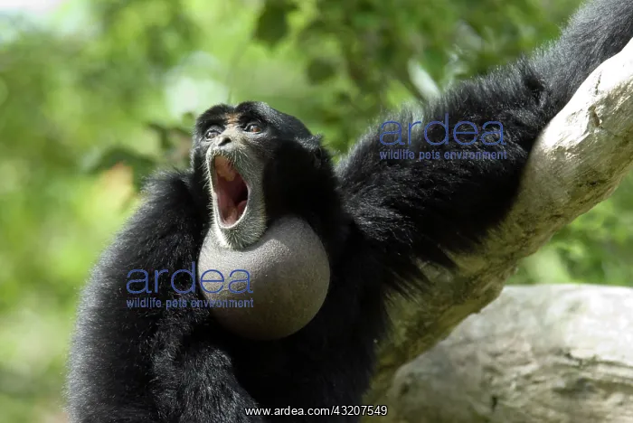 : Siamang (Hylobates syndactylus), adult calling : Siamang (Hylobates syndactylus), adult calling