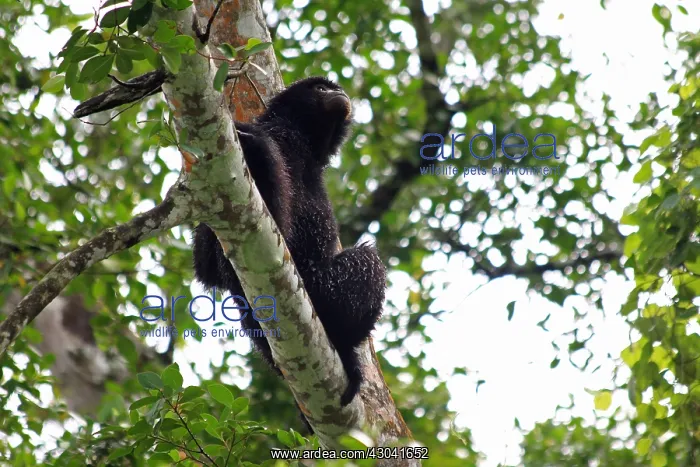  : Siamang Siamang