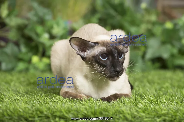  : Siamese Cat