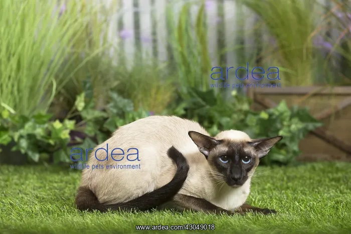  : Siamese Cat