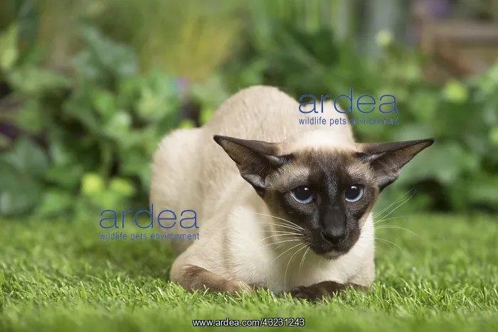  : Siamese Cat