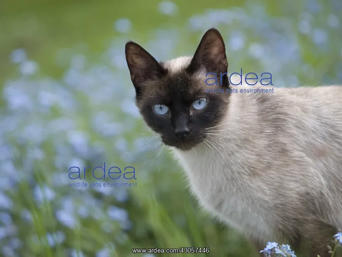  : Siamese cat on a background of blue Myosotis Doubs