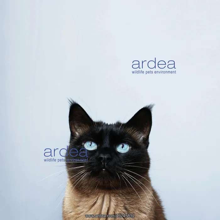 : siamese cat with blue eyes looking up to copy space : siamese cat with blue eyes looking up to copy space