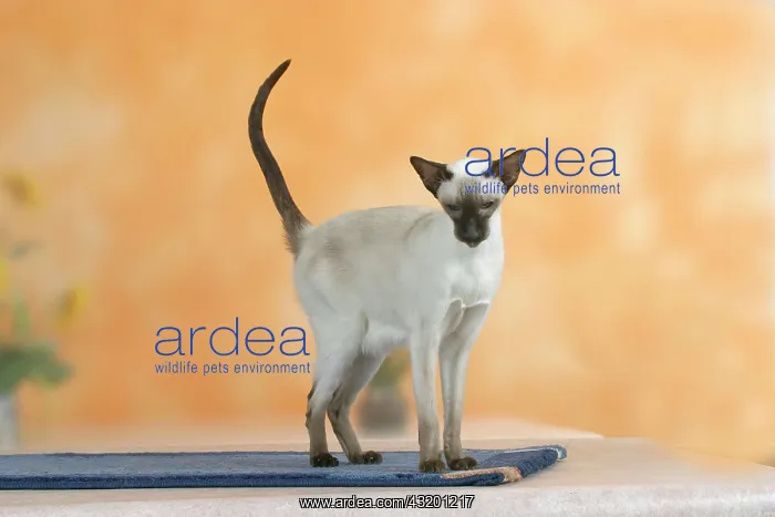 : Siamese Cat, chocolate-point : Siamese Cat, chocolate-point