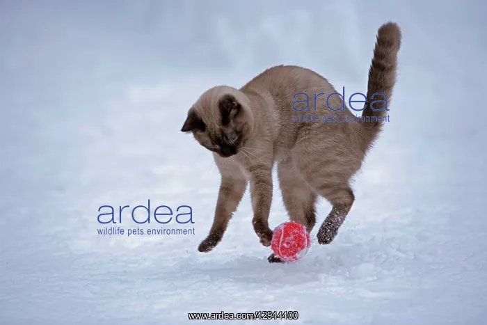 : Siamese cat - chocolate point playing with ball in snow : Siamese cat - chocolate point playing with ball in snow