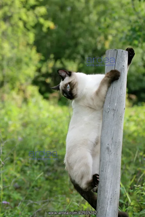  : Siamese Cat climbing fencepost