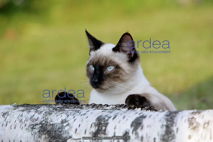 : Siamese Cat - female behind birch log, watching : Siamese Cat - female behind birch log, watching