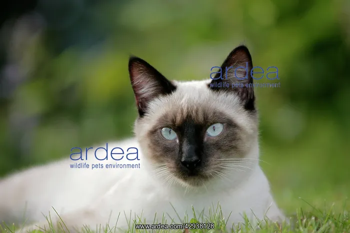 : Siamese Cat, female portrait : Siamese Cat, female portrait