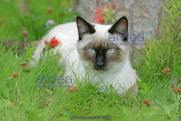 : Siamese Cat, female portrait lying in grass among flowers : Siamese Cat, female portrait lying in grass among flowers