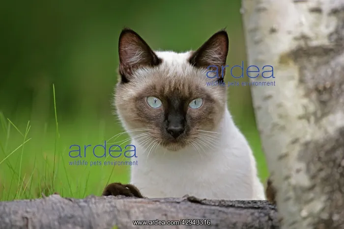 : Siamese Cat, female sitting behind log, watching : Siamese Cat, female sitting behind log, watching