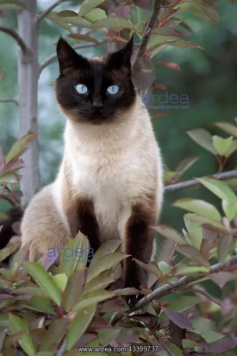 : Siamese Cat - Female sitting in tree : Siamese Cat - Female sitting in tree