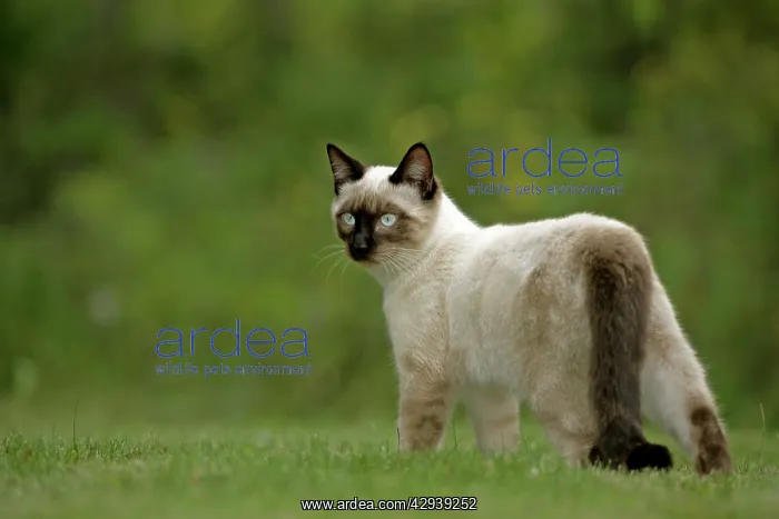 : Siamese Cat, female standing in grass, portrait : Siamese Cat, female standing in grass, portrait