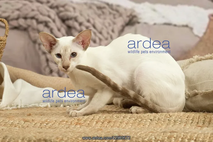 : Siamese cat indoors : Siamese cat indoors