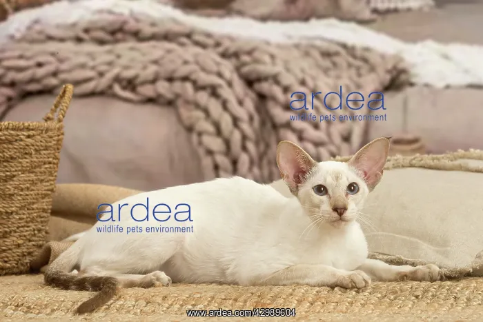 : Siamese cat indoors : Siamese cat indoors