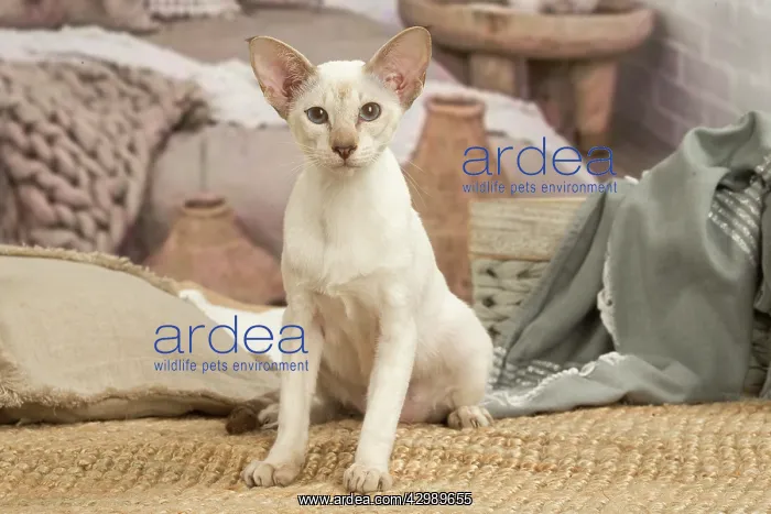 : Siamese cat indoors : Siamese cat indoors