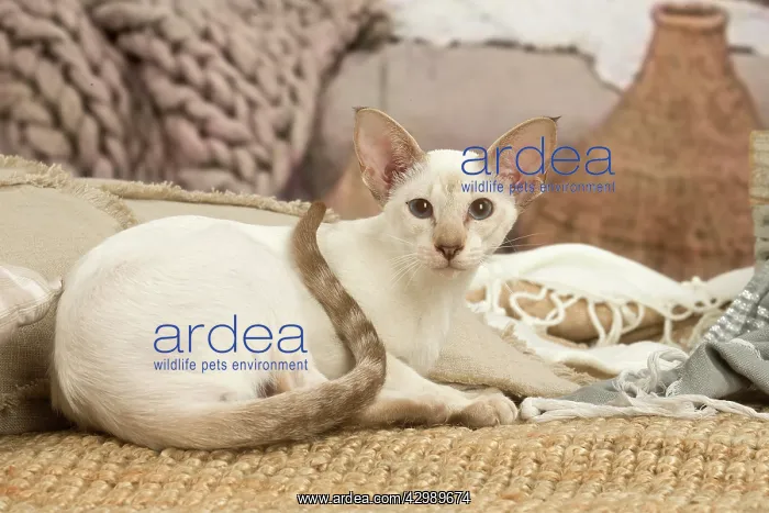 : Siamese cat indoors : Siamese cat indoors