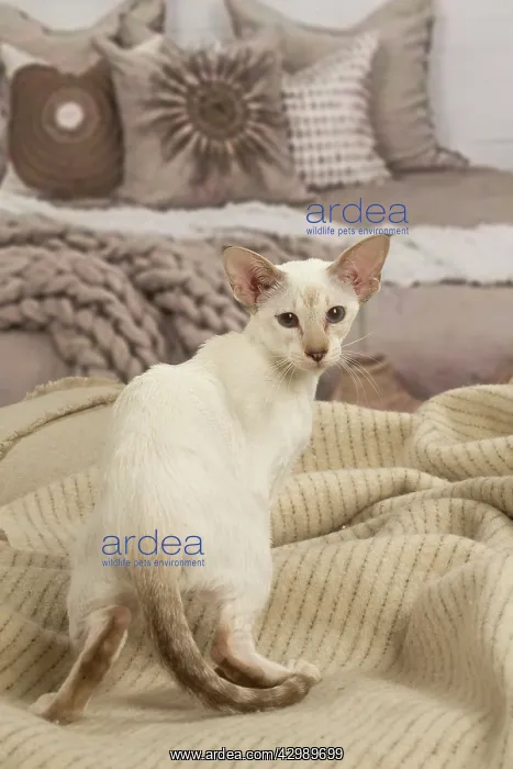 : Siamese cat indoors : Siamese cat indoors