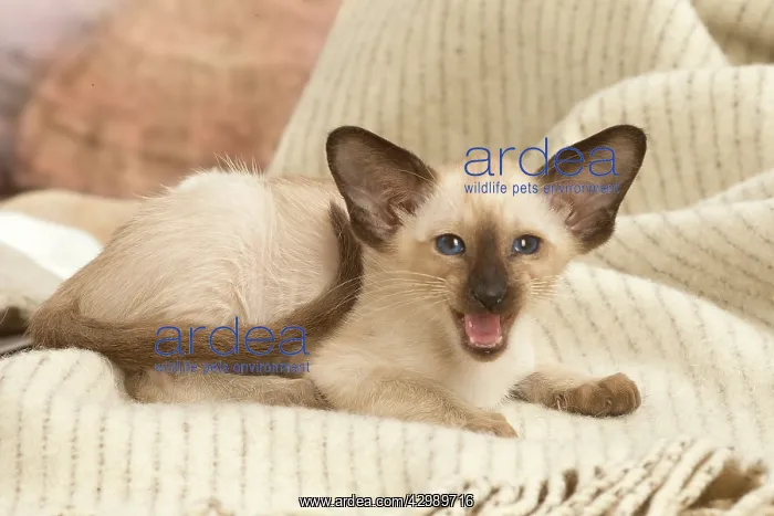 : Siamese cat indoors : Siamese cat indoors