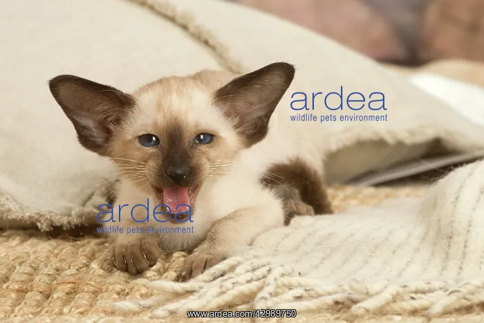 : Siamese cat indoors : Siamese cat indoors