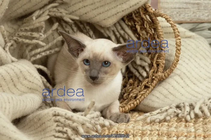: Siamese cat indoors : Siamese cat indoors