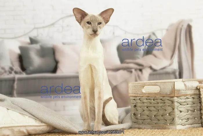 : Siamese cat indoors : Siamese cat indoors