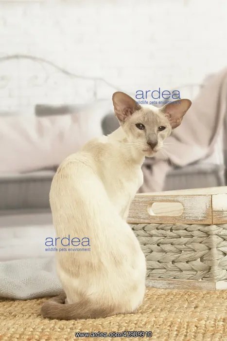 : Siamese cat indoors : Siamese cat indoors