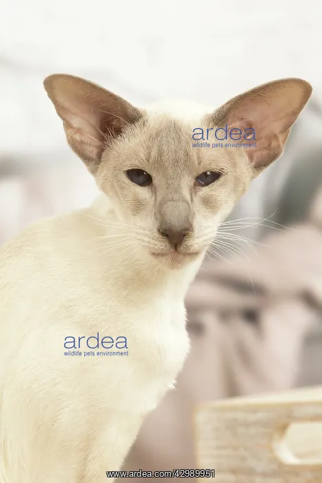 : Siamese cat indoors : Siamese cat indoors