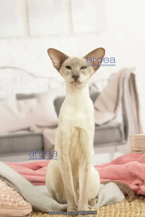 : Siamese cat indoors : Siamese cat indoors