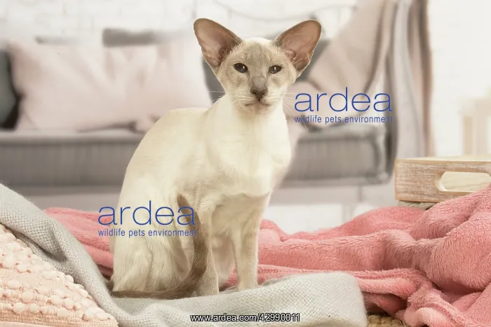 : Siamese cat indoors : Siamese cat indoors