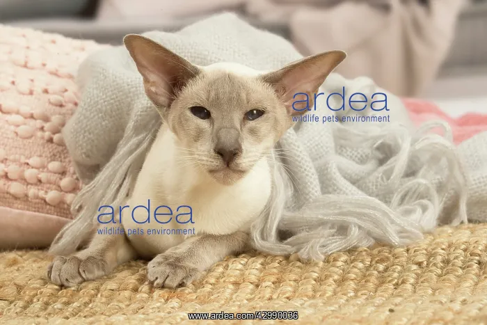 : Siamese cat indoors : Siamese cat indoors