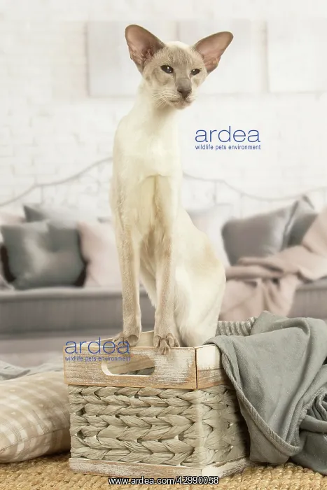 : Siamese cat indoors : Siamese cat indoors