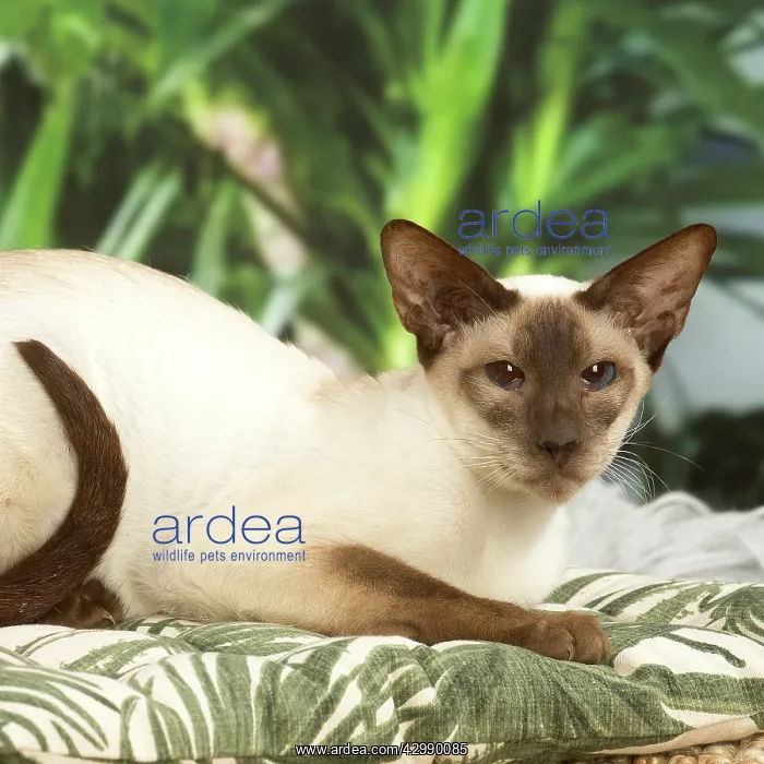 : Siamese cat indoors : Siamese cat indoors