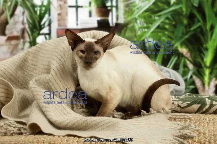 : Siamese cat indoors : Siamese cat indoors