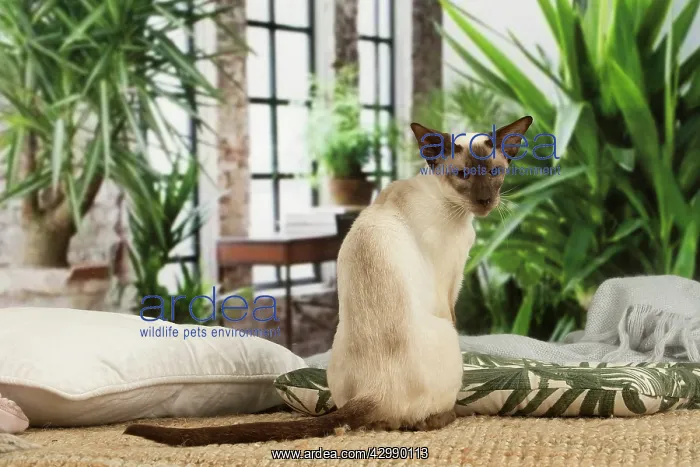 : Siamese cat indoors : Siamese cat indoors