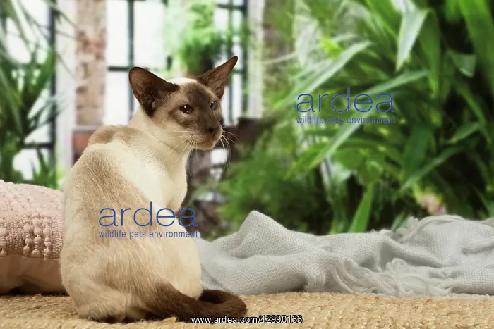 : Siamese cat indoors : Siamese cat indoors