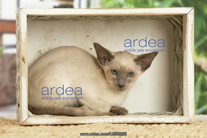 : Siamese cat indoors : Siamese cat indoors