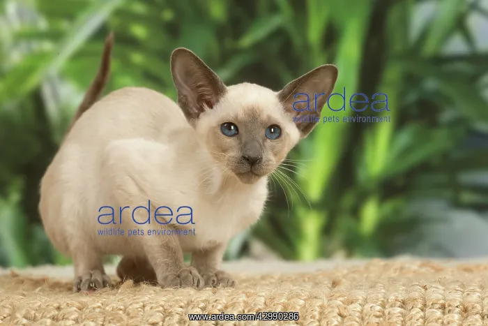 : Siamese cat indoors : Siamese cat indoors