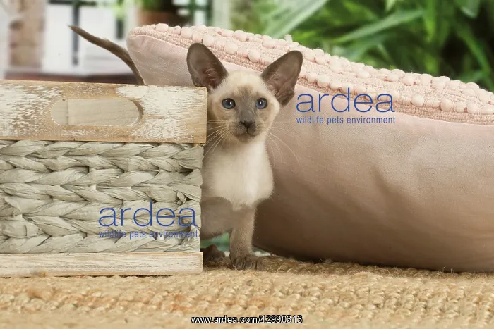 : Siamese cat indoors : Siamese cat indoors