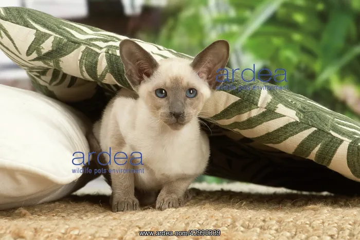 : Siamese cat indoors : Siamese cat indoors