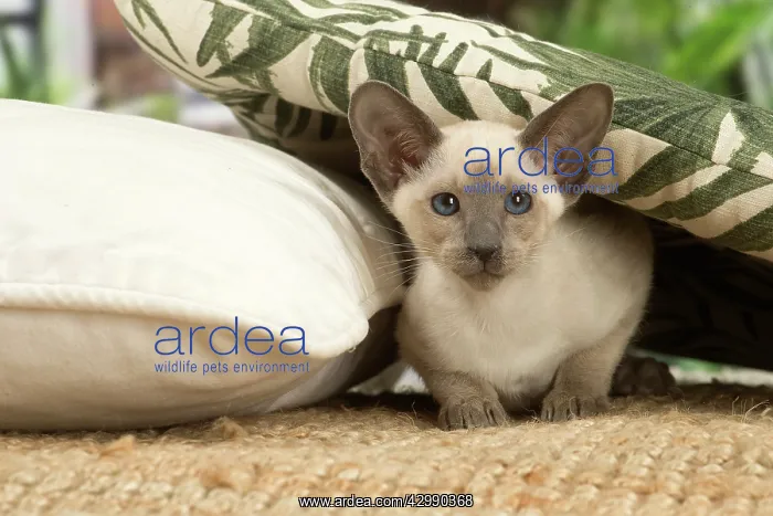 : Siamese cat indoors : Siamese cat indoors