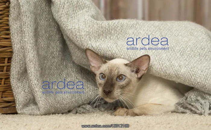  : Siamese cat indoors