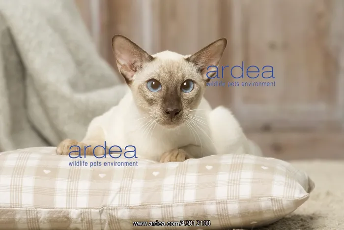  : Siamese cat indoors
